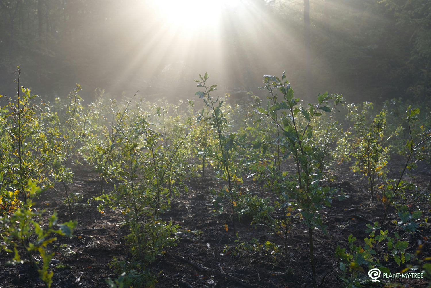 Junge Baumsetzlinge in einem sonnendurchfluteten Wald – NutsAndNotes Engagement für Aufforstung und Nachhaltigkeit.