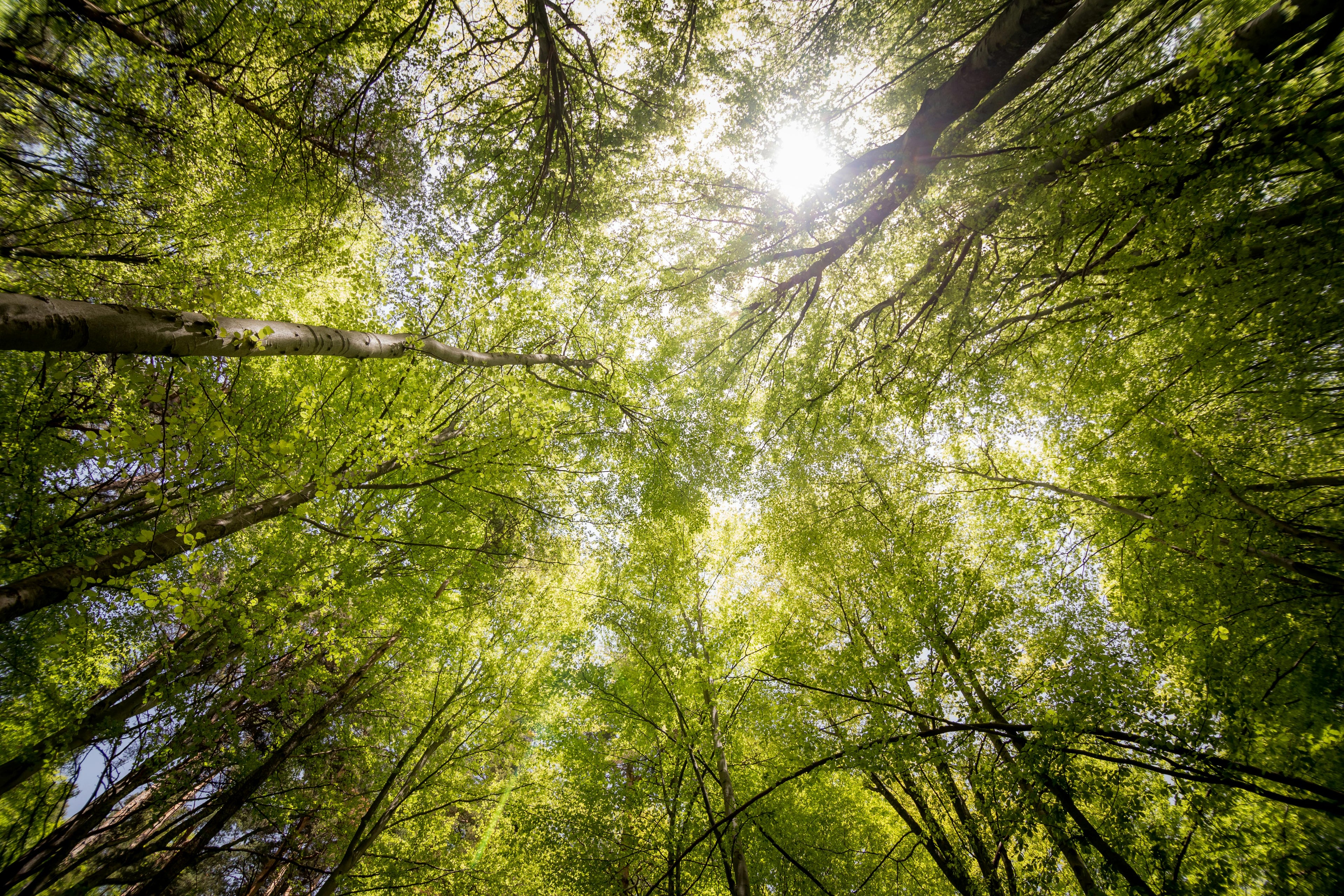 Grüne Baumkronen und Sonnenlicht – NutsAndNotes Engagement für die Natur.