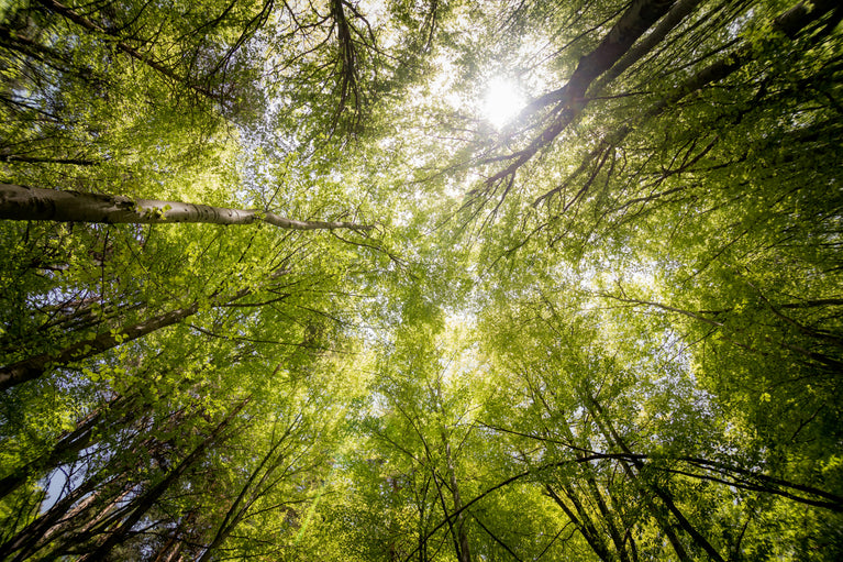 Grüne Baumkronen und Sonnenlicht – NutsAndNotes Engagement für die Natur.